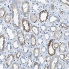 Immunohistochemical staining of human Kidney shows weak to moderate membranous positivity in cells in tubules.