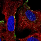 Immunofluorescent staining of human cell line U-2 OS shows localization to vesicles.