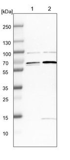 Lane 1: NIH-3T3 cell lysate (Mouse embryonic fibroblast cells)_br/_Lane 2: NBT-II cell lysate (Rat Wistar bladder tumour cells)