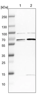 Lane 1: NIH-3T3 cell lysate (Mouse embryonic fibroblast cells)_br/_Lane 2: NBT-II cell lysate (Rat Wistar bladder tumour cells)