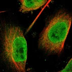 Immunofluorescent staining of human cell line U-251 MG shows localization to nucleoplasm, nuclear membrane & cytosol.