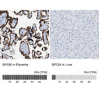 Anti-BPGM Antibody