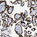 Immunohistochemical staining of human placenta shows strong cytoplasmic positivity in trophoblastic cells.