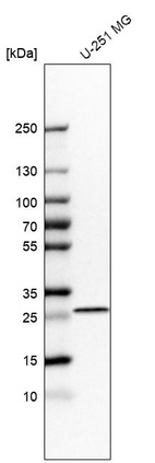 Western blot analysis in human cell line U-251 MG.