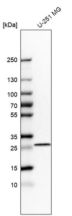 Western blot analysis in human cell line U-251 MG.