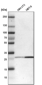 Western blot analysis in mouse cell line NIH-3T3 and rat cell line NBT-II.