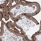 Immunohistochemical staining of human placenta shows strong membranous positivity in trophoblastic cells.