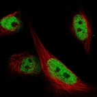 Immunofluorescent staining of human cell line U-251 MG shows localization to nucleoplasm.