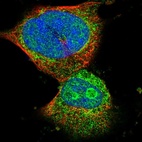 Immunofluorescent staining of human cell line U-251 MG shows localization to nucleus, nucleoli & cytosol.