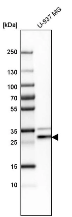 Western blot analysis in human cell line U-937 MG.
