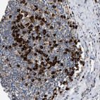 Anti-DERL1 Antibody