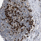 Anti-DERL1 Antibody