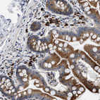 Immunohistochemical staining of human small intestine shows moderate to strong cytoplasmic positivity in lymphoid cells and in glandular cells.