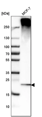 Western blot analysis in human cell line MCF-7.