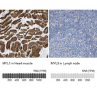 Anti-MYL3 Antibody