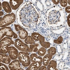Immunohistochemical staining of human kidney shows strong cytoplasmic positivity in cells in proximal tubules.