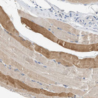 Anti-SLC35E1 Antibody