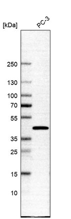 Anti-SLC35E1 Antibody