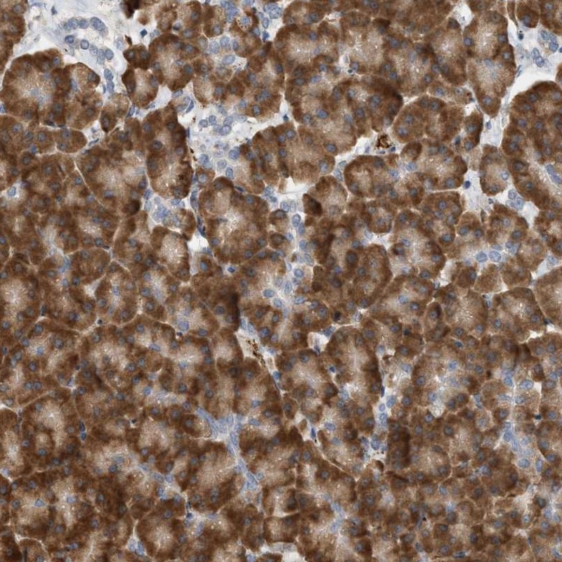 Anti-SVOP Antibody