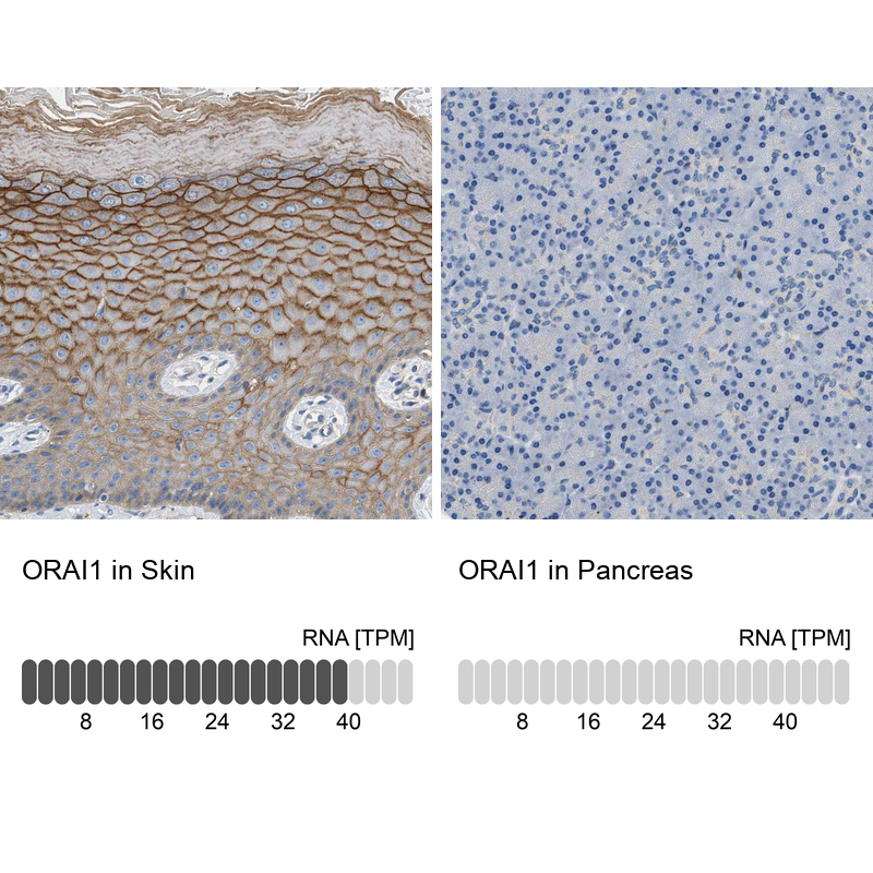 Anti-ORAI1 Antibody