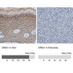 Anti-ORAI1 Antibody