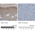Anti-ORAI1 Antibody