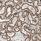 Anti-ENPP4 Antibody