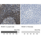 Anti-RCSD1 Antibody