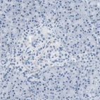 Immunohistochemical staining of human pancreas shows low expression as expected.