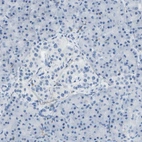 Immunohistochemical staining of human pancreas shows low expression as expected.