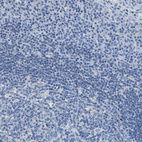 Immunohistochemical staining of human tonsil shows no positivity in lymphoid cells as expected.
