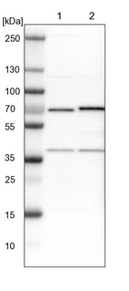 Lane 1: NIH-3T3 cell lysate (Mouse embryonic fibroblast cells)_br/_Lane 2: NBT-II cell lysate (Rat Wistar bladder tumour cells)