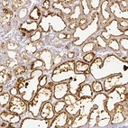 Anti-PLIN2 Antibody