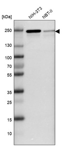 Western blot analysis in mouse cell line NIH-3T3 and rat cell line NBT-II.