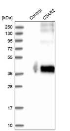 Western blot analysis in control (vector only transfected HEK293T lysate) and C5AR2 over-expression lysate (Co-expressed with a C-terminal myc-DDK tag (~3.1 kDa) in mammalian HEK293T cells, LY402691).