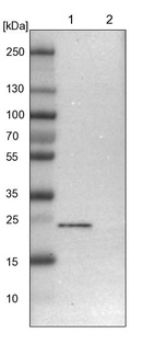Lane 1: NIH-3T3 cell lysate (Mouse embryonic fibroblast cells)_br/_Lane 2: NBT-II cell lysate (Rat Wistar bladder tumour cells)