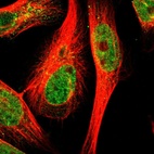 Immunofluorescent staining of human cell line U-251 MG shows localization to nucleoplasm & cytosol.