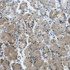 Immunohistochemical staining of human stomach shows weak cytoplasmic positivity in glandular cells.