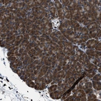 Immunohistochemical staining of human pancreas shows moderate cytoplasmic positivity in exocrine glandular cells.