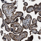 Immunohistochemical staining of human placenta shows strong cytoplasmic positivity in trophoblastic cells.