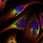 Immunofluorescent staining of human cell line U-2 OS shows localization to the Golgi apparatus.