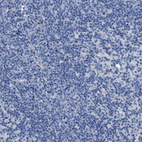 Immunohistochemical staining of human lymph node shows no positivity in non-germinal center cells as expected.