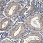 Anti-CTXN1 Antibody