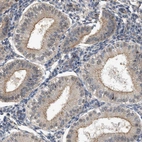 Anti-CTXN1 Antibody