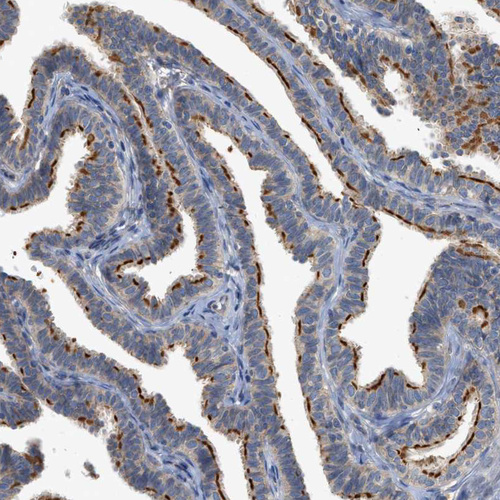 Anti-CTXN1 Antibody