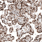 Immunohistochemical staining of human placenta shows moderate to strong nuclear positivity in trophoblastic cells.