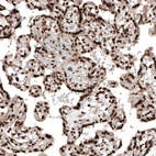 Immunohistochemical staining of human placenta shows moderate to strong nuclear positivity in trophoblastic cells.