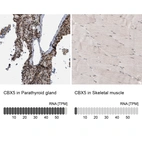 Immunohistochemistry analysis in human parathyroid gland and skeletal muscle tissues using HPA016699 antibody. Corresponding CBX5 RNA-seq data are presented for the same tissues.