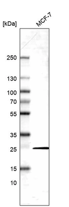 Western blot analysis in human cell line MCF-7.