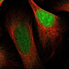 Immunofluorescent staining of human cell line U-2 OS shows localization to nucleus.